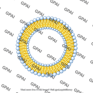 Circle membrane phospholipid bilayer x small filled