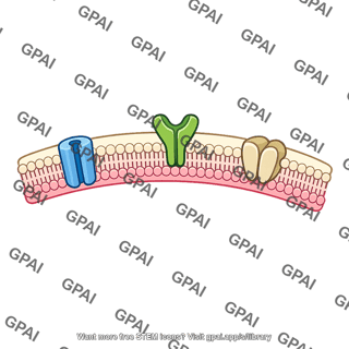 Receptor membrane