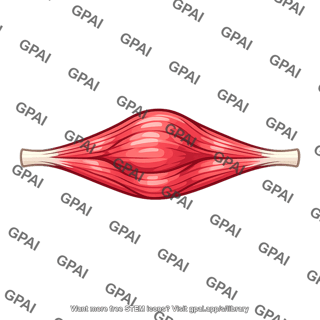 Skeletal muscle