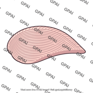 Cerebellar hemisphere lateral zone