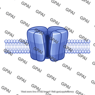 Potassium channel translocated