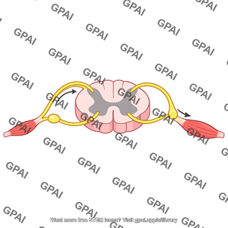 Spinal cord reflex