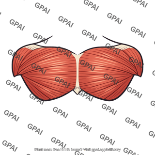Pectoral muscle