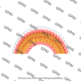 Semicircle membrane phospholipid bilayer filled