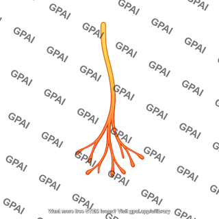 Warmth receptor