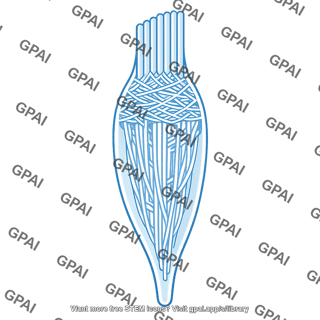 Auditory hair cell cytoskeleton
