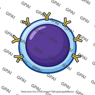 Memory b lymphocyte