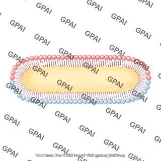 Membrane bilayer x long filled vesicle stage 2 side
