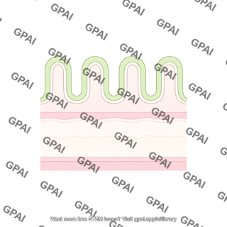 Epithelial layers small intestine