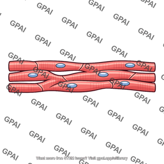 Heart muscle functional