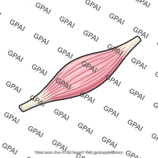 Skeletal muscle