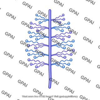 Proteoglycan molecule
