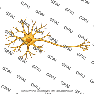 Multipolar neuron