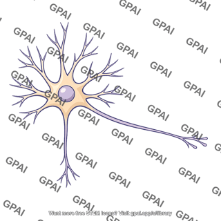Cortical neuron