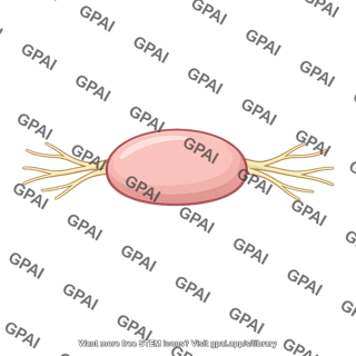 Autonomic ganglion