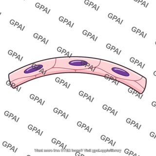 Capillary wall cross section