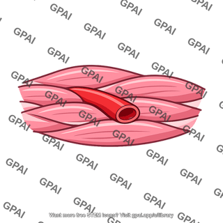 Intramuscular blood vessel