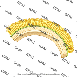 Yeast cell wall brush small arc