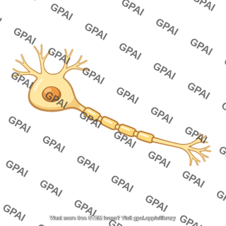 Multipolar neuron