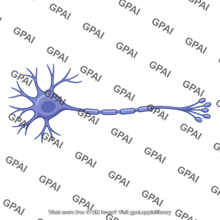 Multipolar neuron