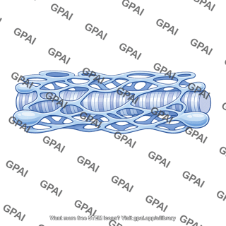 Sarcoplasmic reticulum