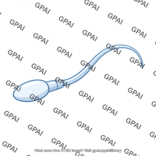 Spermatozoon motile