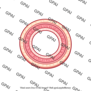 Bronchiole cross section