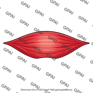 Respiratory muscle sheet