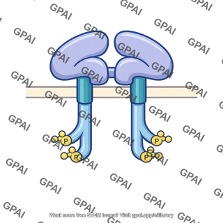 Insulin receptor autophosphorylated
