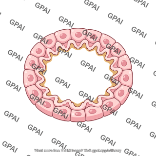 Follicular cell lining inf folded