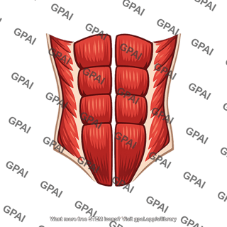 Rectus abdominis panel