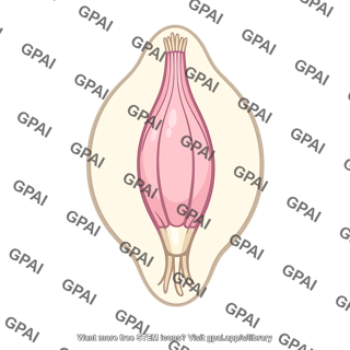 Taste bud receptor