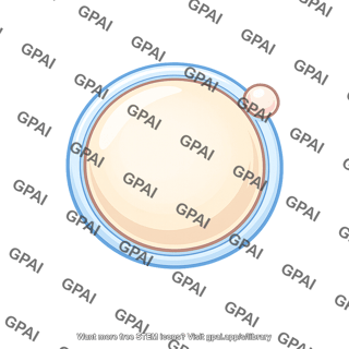 Secondary oocyte ovulated