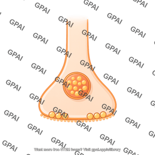 Pre synaptic membrane vesicle 1