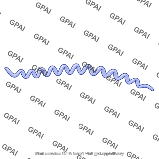 Syphilis spirochete