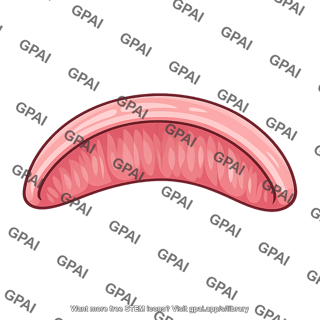 Valvula connivens