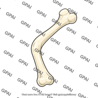 Bone rachitic
