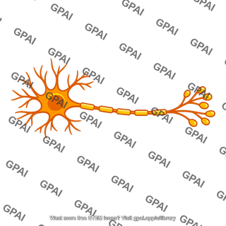 Acetylcholine secreting neuron