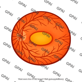 Retina macular area