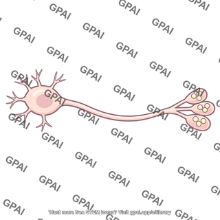 Presynaptic neuron