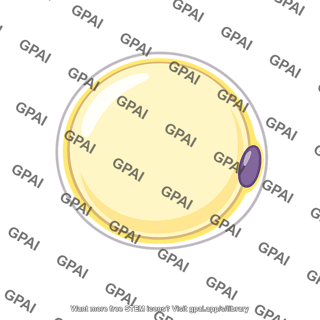 Adipocyte