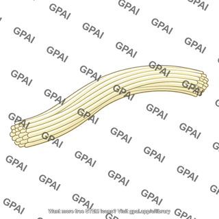 Fiber pathway