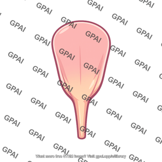Epiglottis