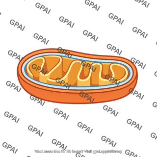 Mitochondrion cross section