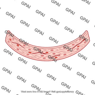Theca externa