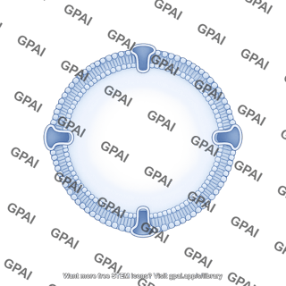 Nuclear membrane bilayer thin filled large