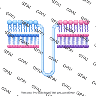 Membrane bilayer t tubule