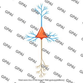 Cortical neuron layer v