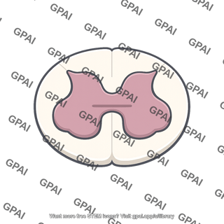 Spinal cord gray matter