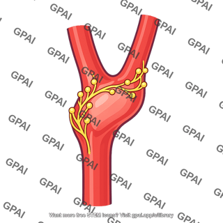 Carotid sinus baroreceptor
